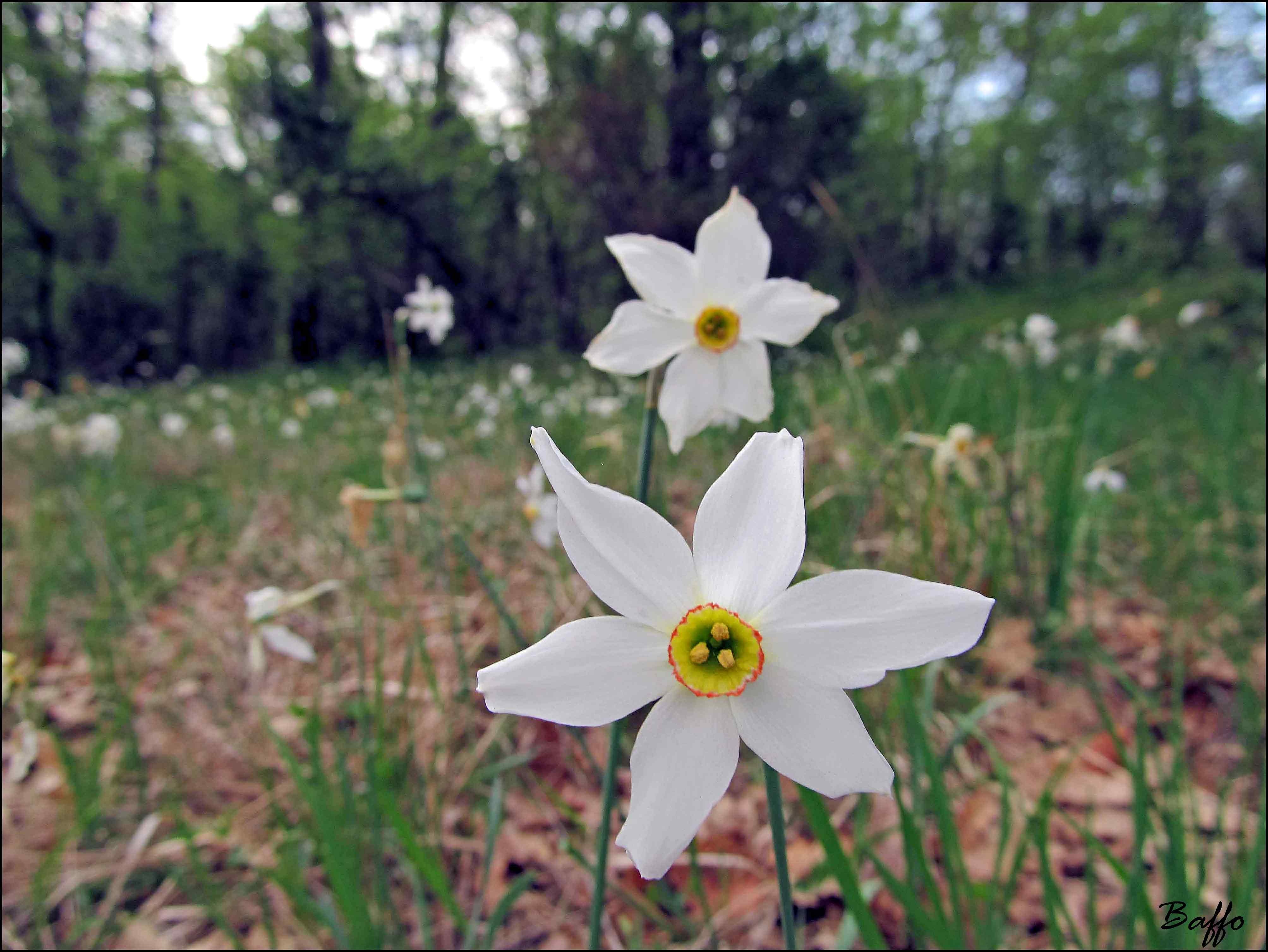 Narcissus poeticus